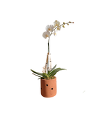 Cargar imagen en el visor de la galería, Orquídea Barro Flow
