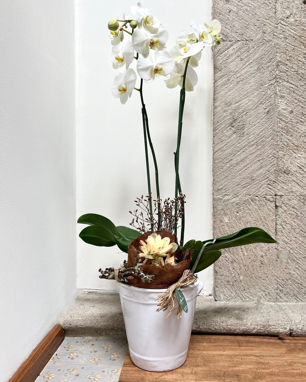 Orquídeas Forestal – Planta Viva