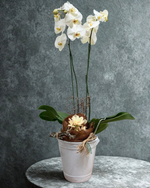 Cargar imagen en el visor de la galería, Orquídea Bianch

