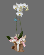 Cargar imagen en el visor de la galería, Orquídea Costalito
