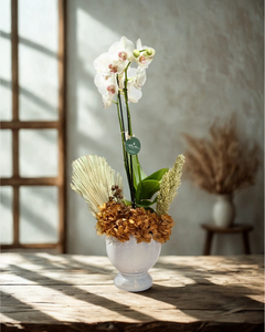 Orquídea Hydrangea