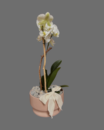 Cargar imagen en el visor de la galería, Orquídea Luz
