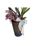 Cargar imagen en el visor de la galería, Orquídea Panal
