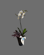 Cargar imagen en el visor de la galería, Orquídea Panal
