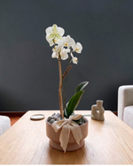 Cargar imagen en el visor de la galería, Orquídea Luz
