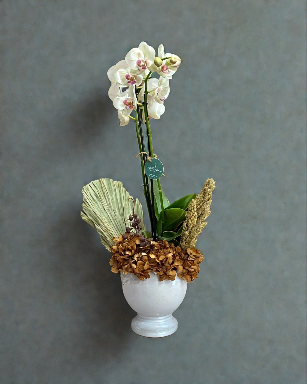Orquídea Hydrangea