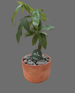 Cargar imagen en el visor de la galería, Money Tree
