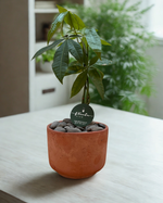 Cargar imagen en el visor de la galería, Money Tree

