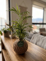Cargar imagen en el visor de la galería, Kokedama Palmita

