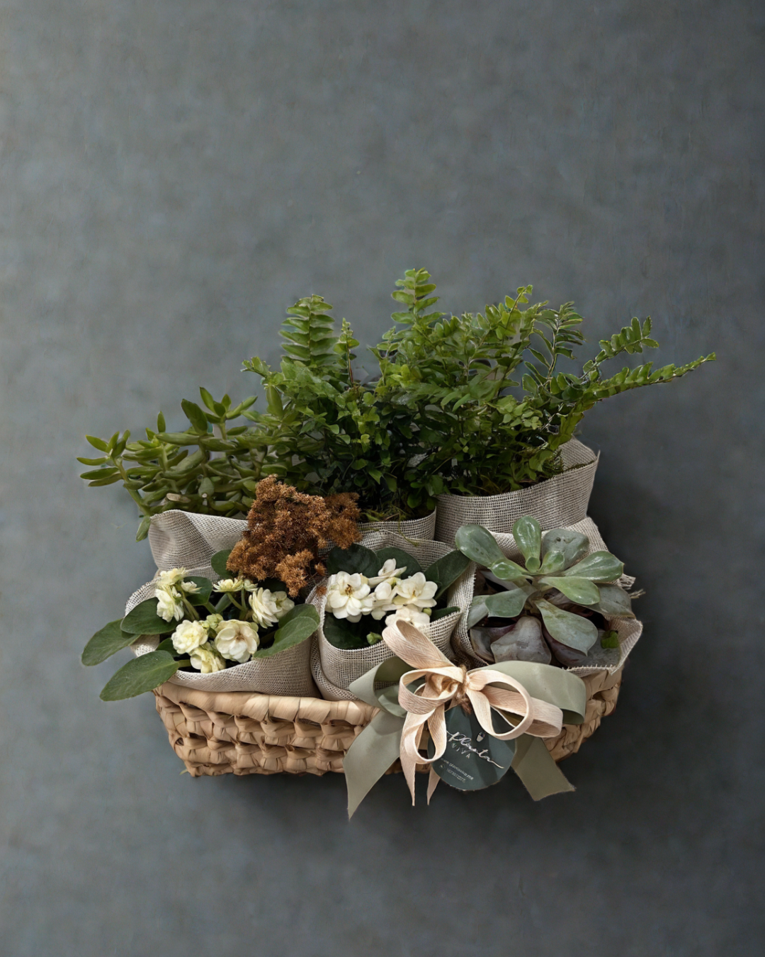 Plant Lover