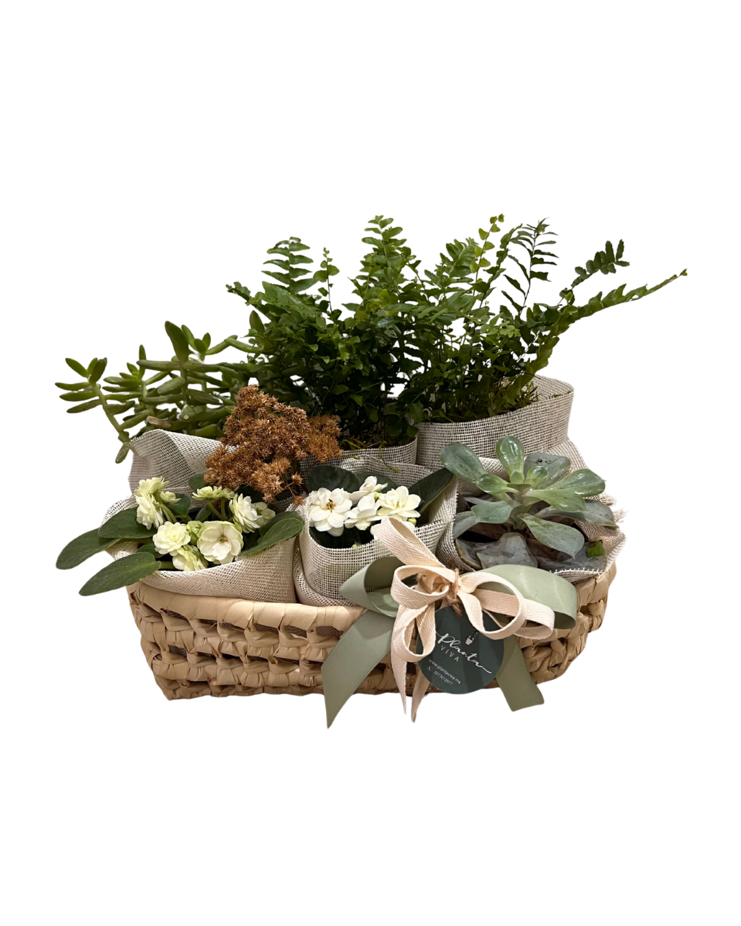 Plant Lover