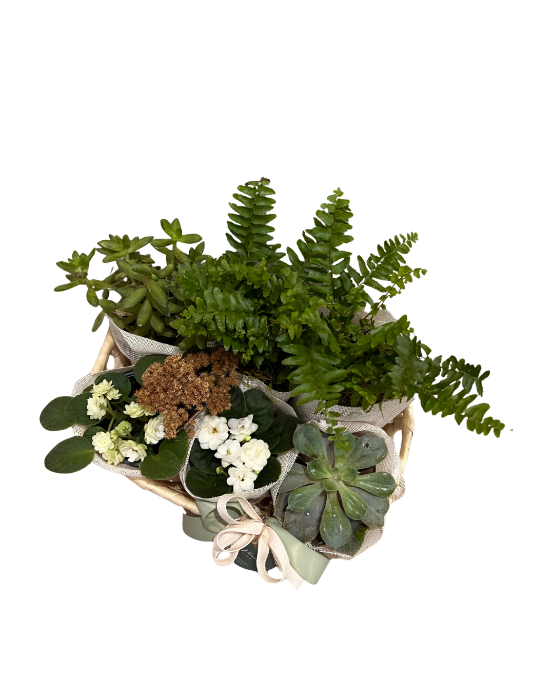 Plant Lover
