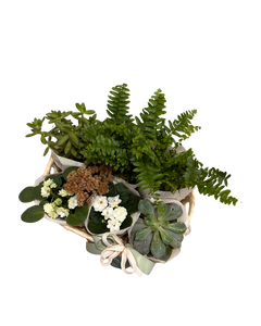 Plant Lover