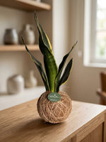 Cargar imagen en el visor de la galería, Kokedama Sansevieria
