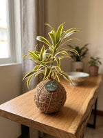Cargar imagen en el visor de la galería, Kokedama Song of India

