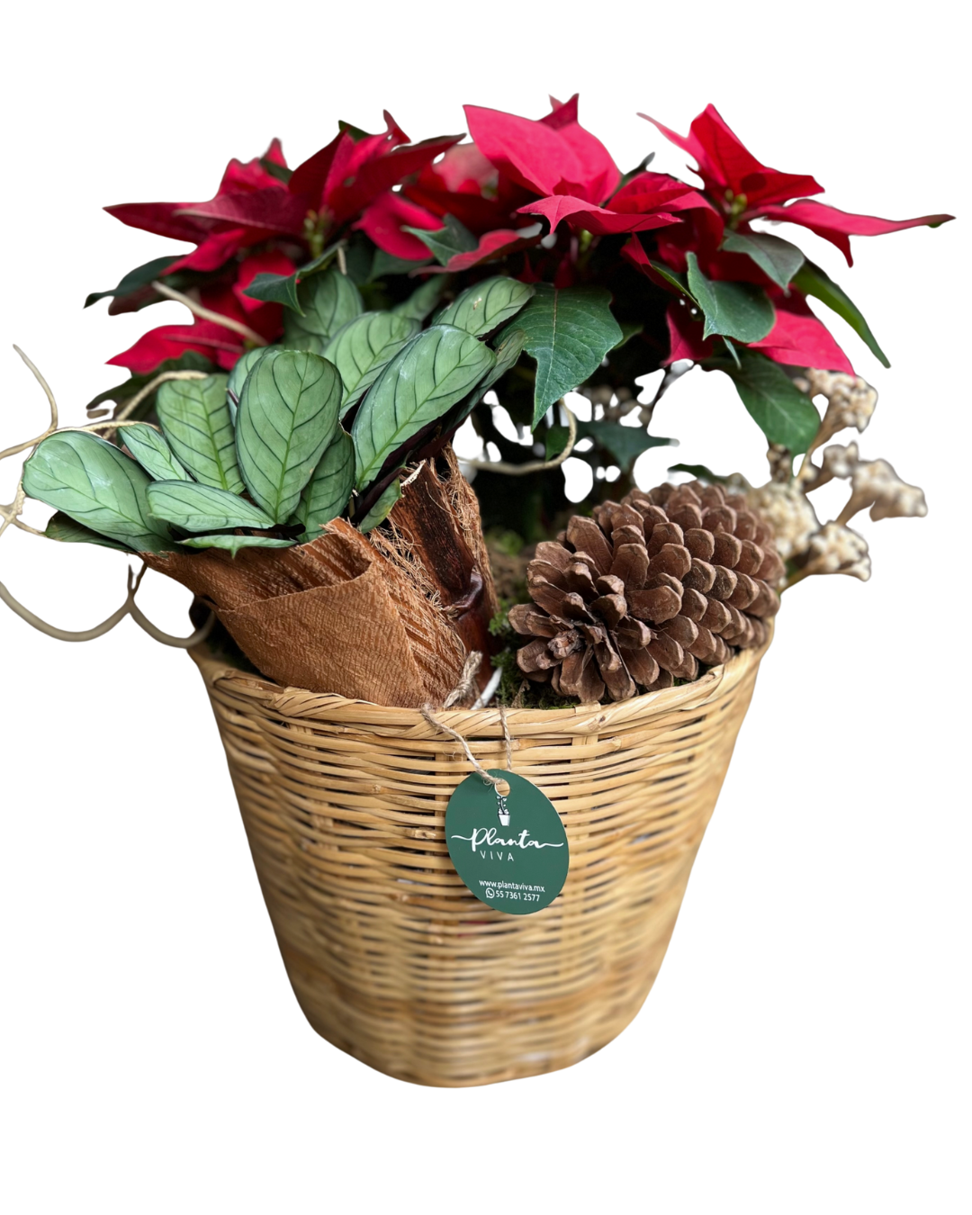 Tradición Navideña