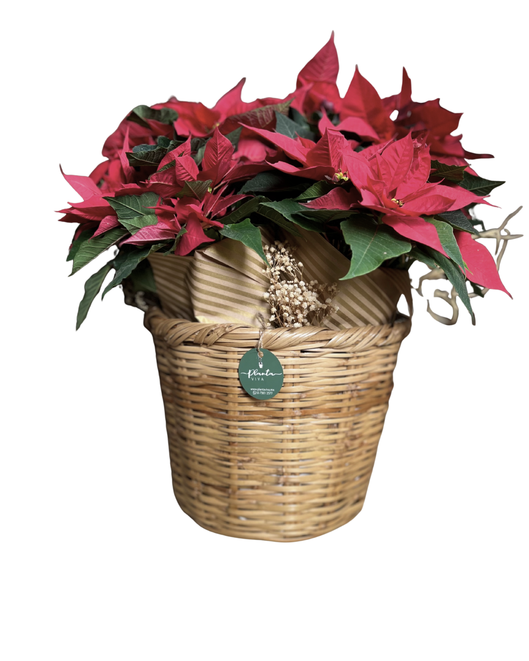 Tradición Navideña