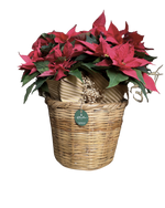 Cargar imagen en el visor de la galería, Tradición Navideña
