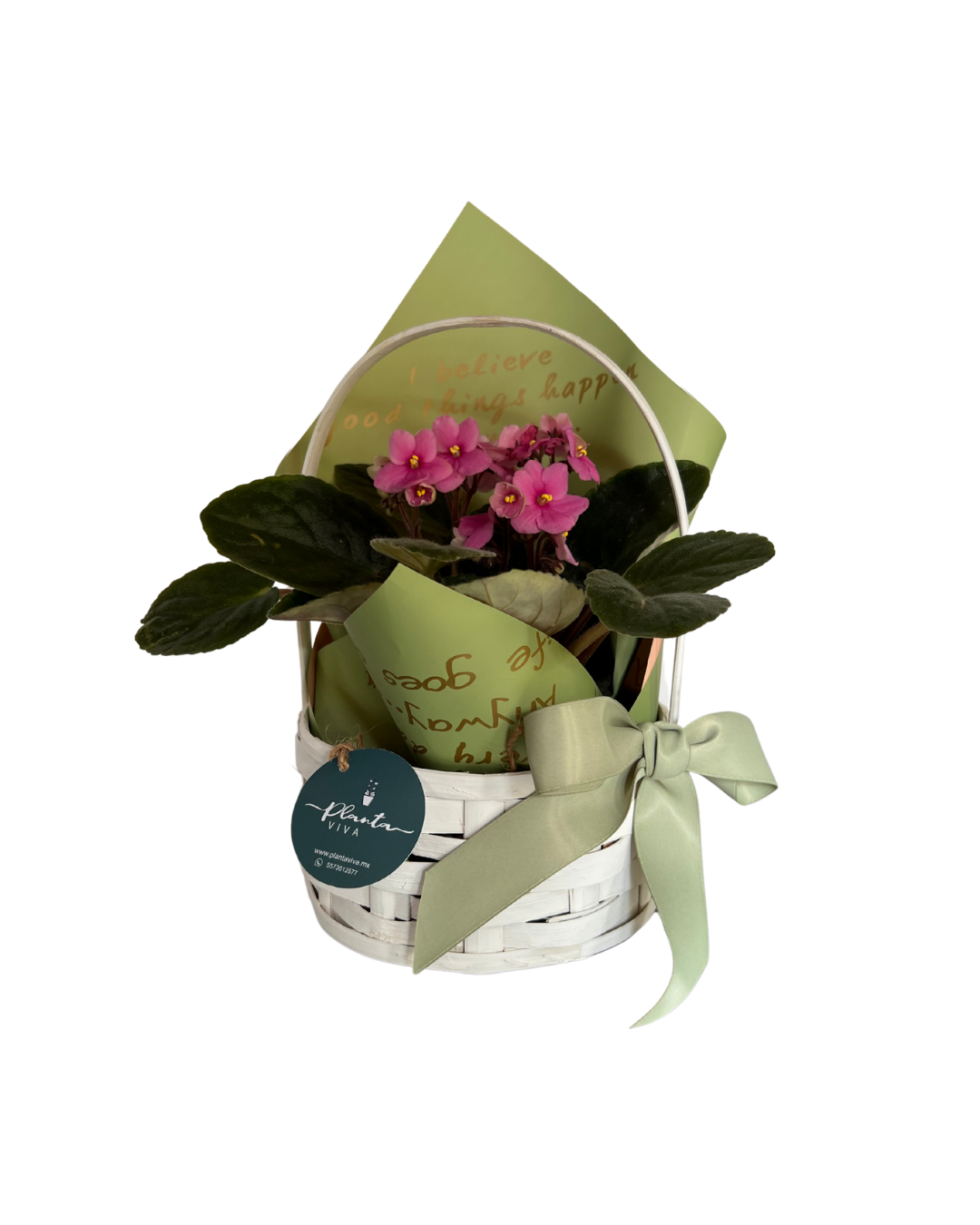 Violeta Bloom