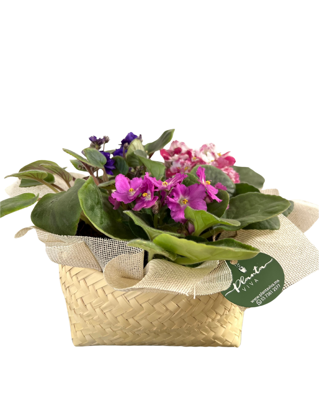 Violetas Tortillero