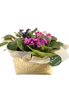Violetas Tortillero