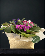 Cargar imagen en el visor de la galería, Violetas Tortillero
