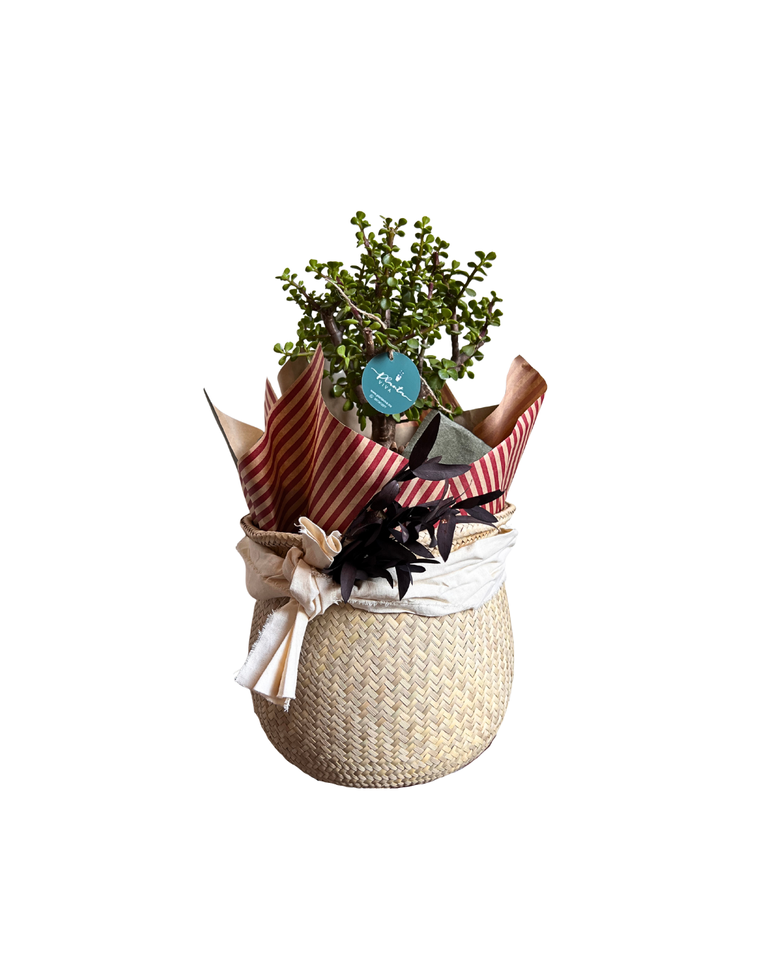 Abundancia de temporada