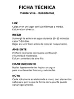 Cargar imagen en el visor de la galería, Kokedama Calathea
