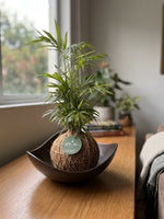 Cargar imagen en el visor de la galería, Kokedama Palmita

