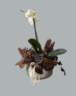 Cargar imagen en el visor de la galería, Orquídea Banksia
