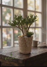 Cargar y reproducir el video en el visor de la galería, Crassula Gollum
