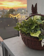 Cargar y reproducir el video en el visor de la galería, Plant Lover
