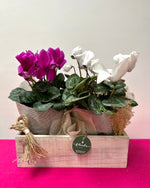 Cargar imagen en el visor de la galería, Cyclamen Vintage
