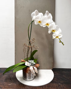 Orquídea Aero