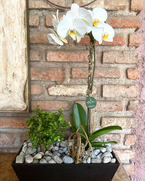 Orquídeas Naturales 