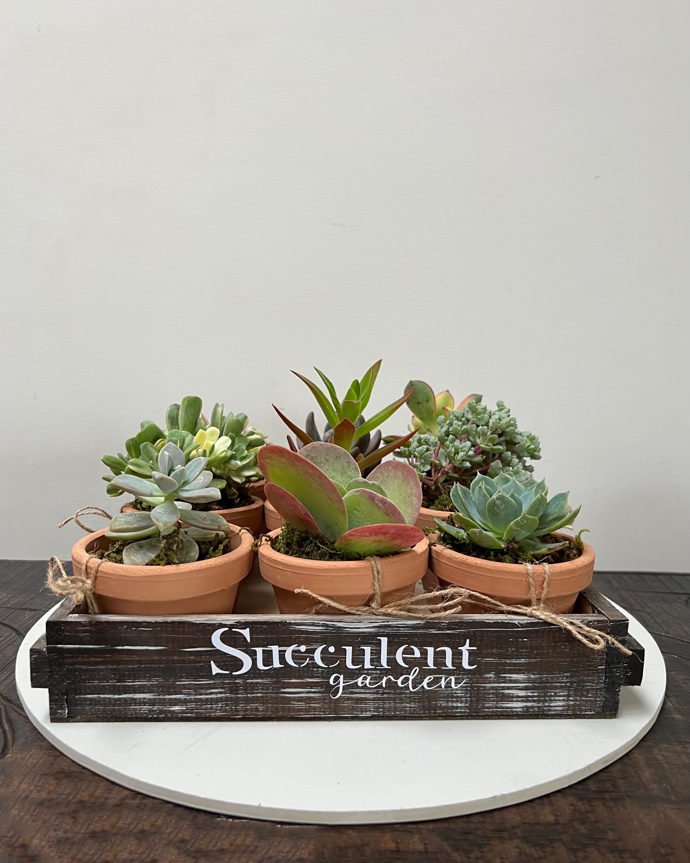 Succulent Garden