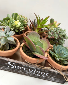 Succulent Garden